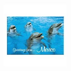 Fotoíman con delfines, souvenir y recuerdo de Cancun, México