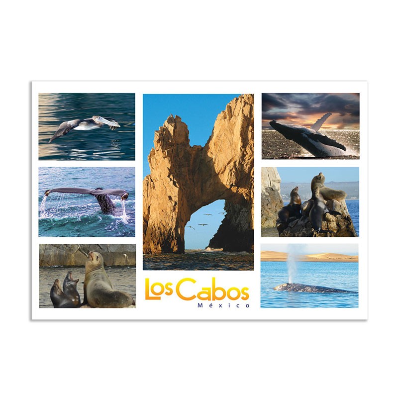 Tarjeta postal con vista del Arco y su fauna, souvenir y recuerdo de Los Cabos, México