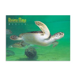 Tarjeta postal de una tortuga submarina, souvenir y recuerdo de la Riviera Maya, México