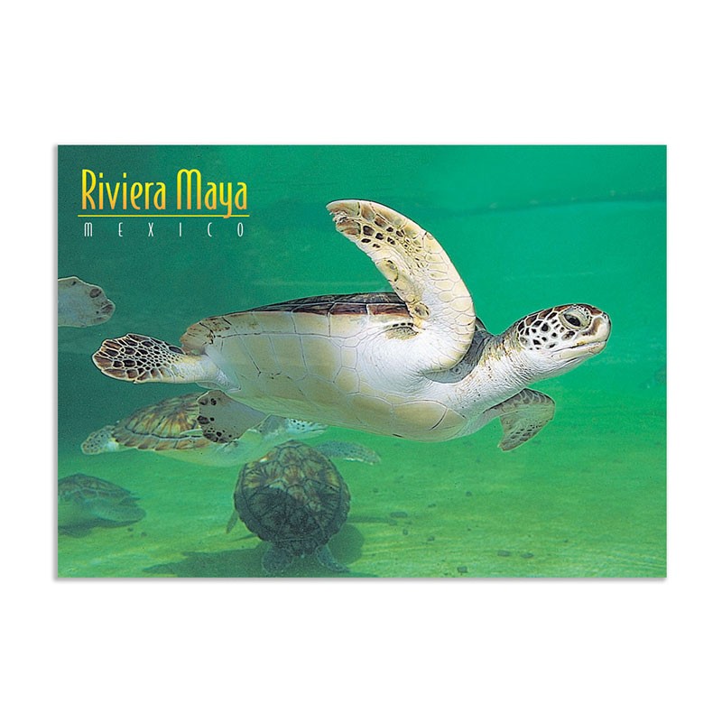 Tarjeta postal de una tortuga submarina, souvenir y recuerdo de la Riviera Maya, México