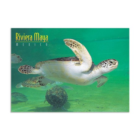 Tarjeta postal de una tortuga submarina, souvenir y recuerdo de la Riviera Maya, México